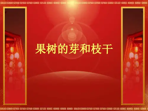 果树的芽和枝干