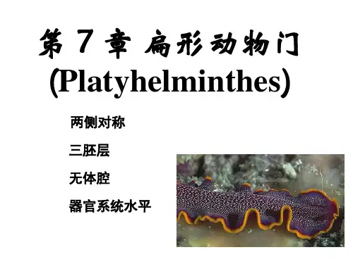 刘凌云普通动物学 第7章 扁形动物门