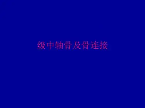 级中轴骨及骨连接