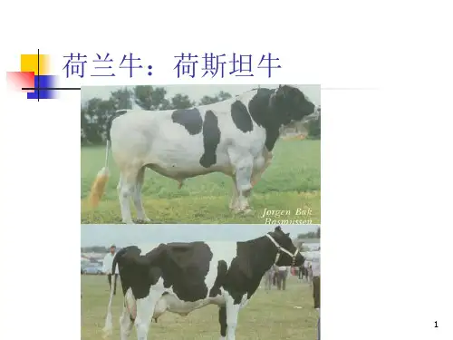 乳用牛及乳肉兼用牛的品种ppt课件