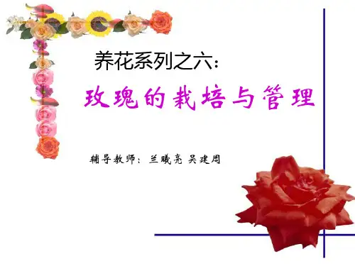 玫瑰的栽培与管理精品PPT课件