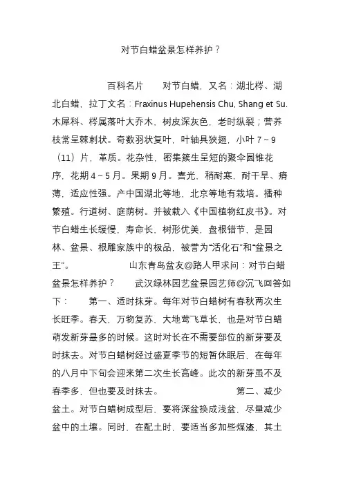 对节白蜡盆景怎样养护