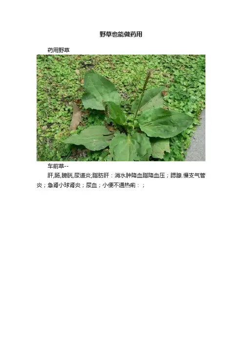 野草也能做药用