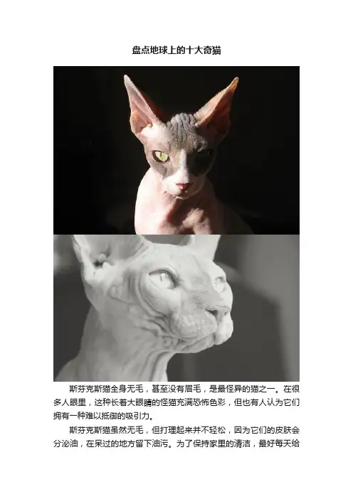盘点地球上的十大奇猫