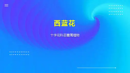 西蓝花    