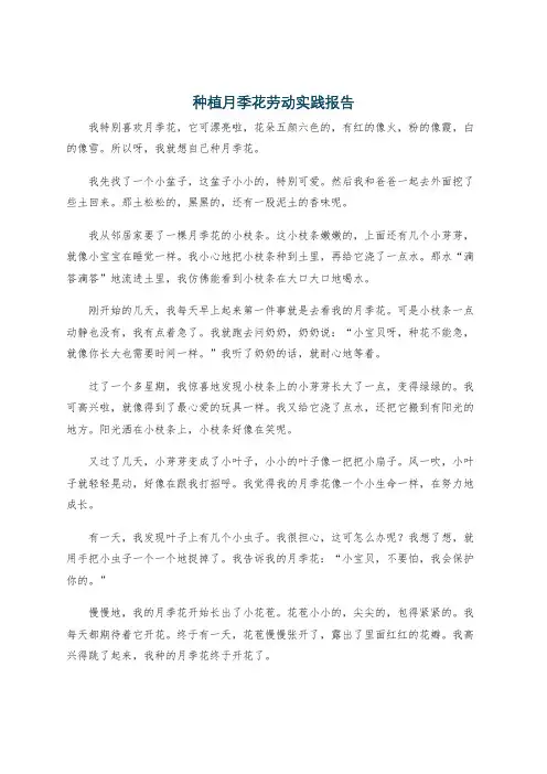 种植月季花劳动实践报告