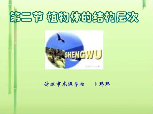 植物体的结构层次PPT课件2 人教版