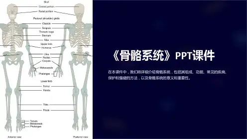 《骨骼系统》课件