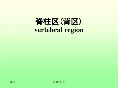 《局部解剖学》课件：脊柱区(背区)