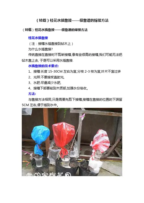 （转载）桂花水插靠接——很靠谱的嫁接方法