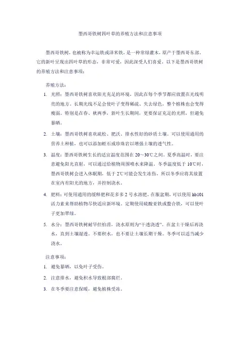 墨西哥铁树四叶草的养殖方法和注意事项