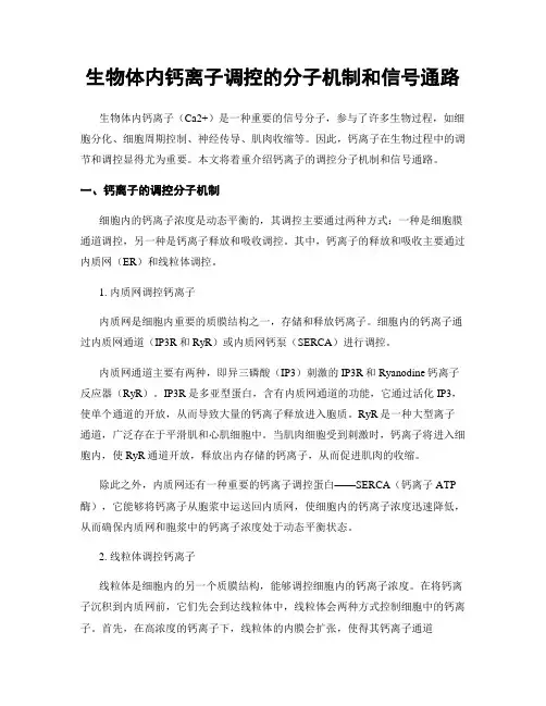 生物体内钙离子调控的分子机制和信号通路