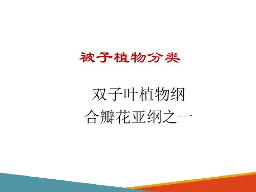 被子植物—合瓣花亚纲(药用植物学课件)