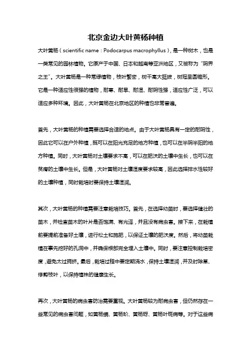 北京金边大叶黄杨种植