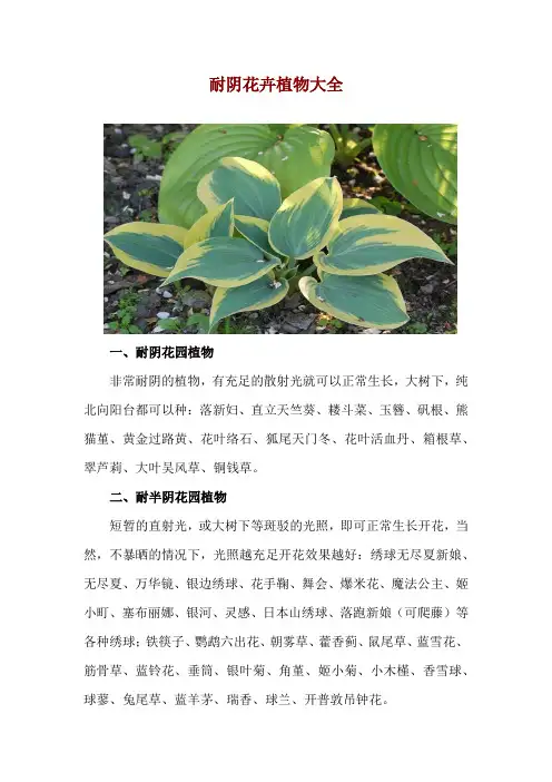 耐阴花卉植物大全
