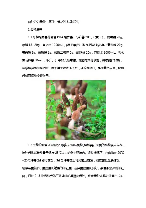 羊肚菌菌种培育
