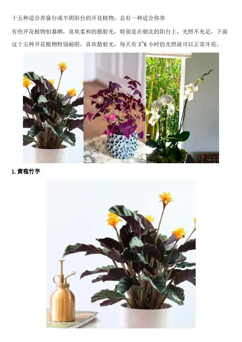 十五种适合养窗台或半阴阳台的开花植物-总有一种适合你养