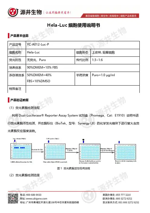 Hela-Luc 细胞使用说明书