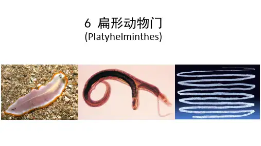 6.1扁形动物的主要特征(上)--两侧对称体制出现的意义