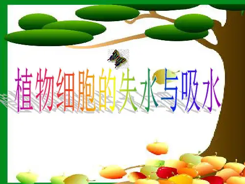 实验：植物细胞的吸水和失水
