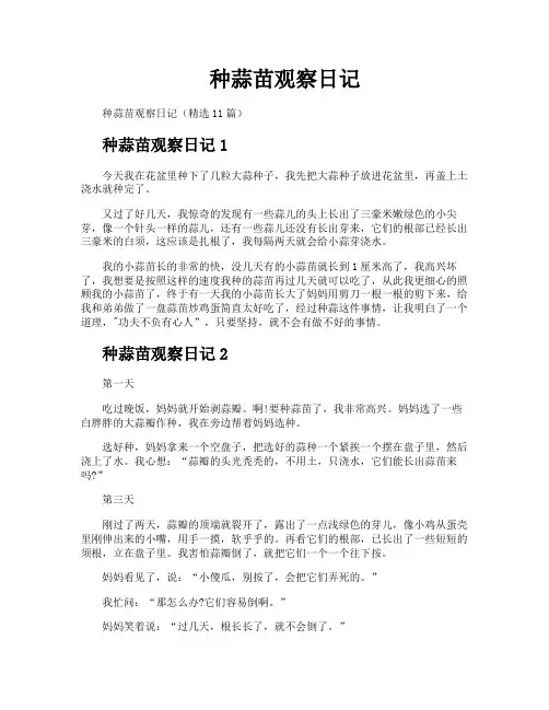 种蒜苗观察日记