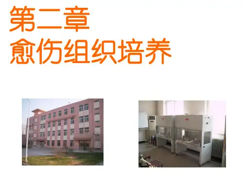 愈伤组织