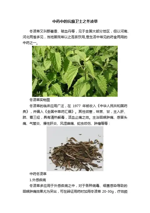 中药中的抗瘤卫士之冬凌草