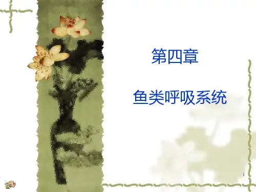 7-鱼类呼吸系统