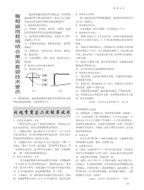 玫瑰香葡萄二次结果技术