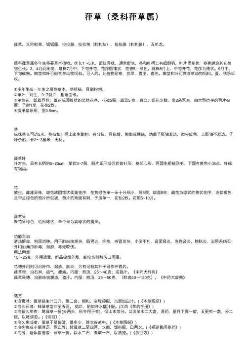 葎草（桑科葎草属）