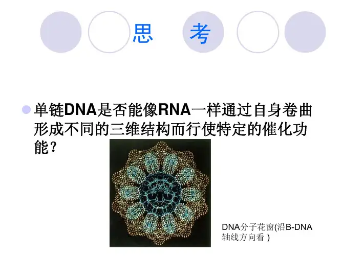 酶工程第6章-脱氧核酶2012