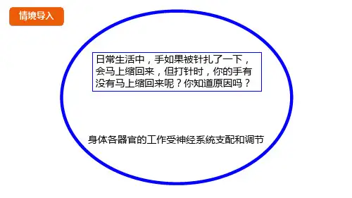 浙教版八年级科学上册精品课件3.3神经调节第1课时