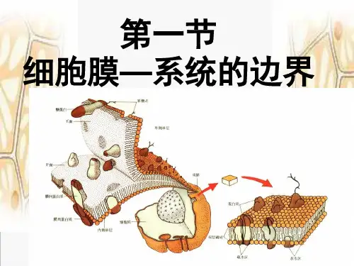 细胞膜—系统的边界(图片清晰)