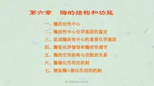 酶工程第章酶的结构和功能课件