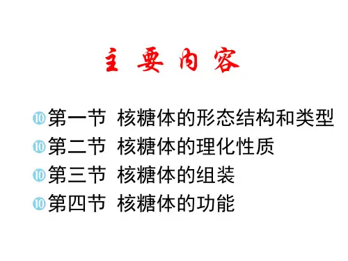 11-14核糖体