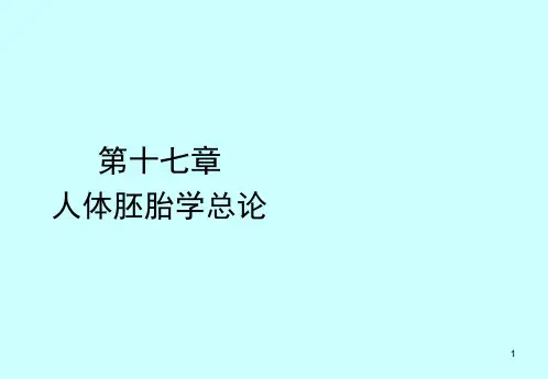 人体胚胎学总论课件