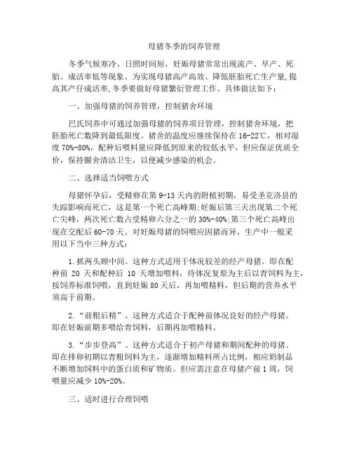 母猪冬季的饲养管理