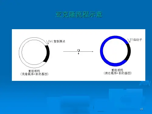 质粒的酶切参考PPT