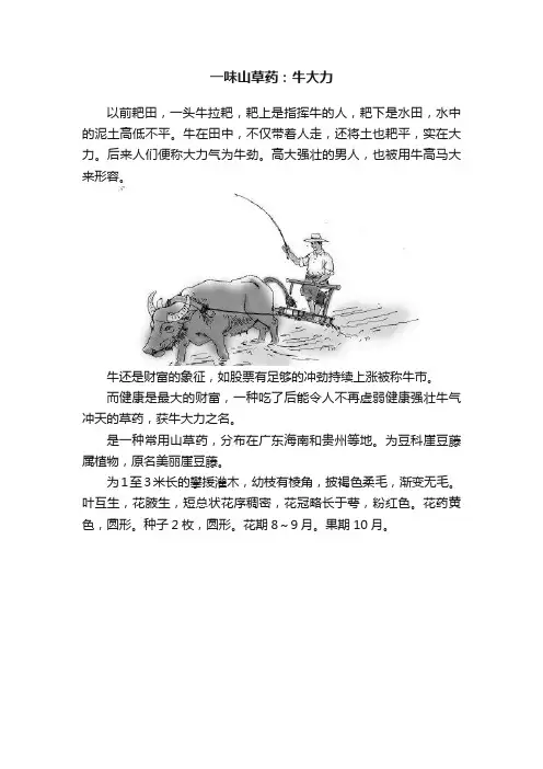 一味山草药：牛大力