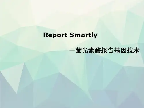 双萤光素酶报告基因技术