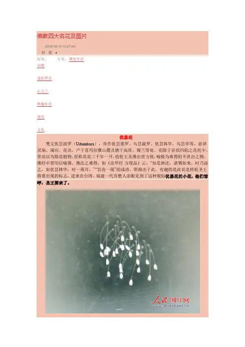 佛教四大名花及图片