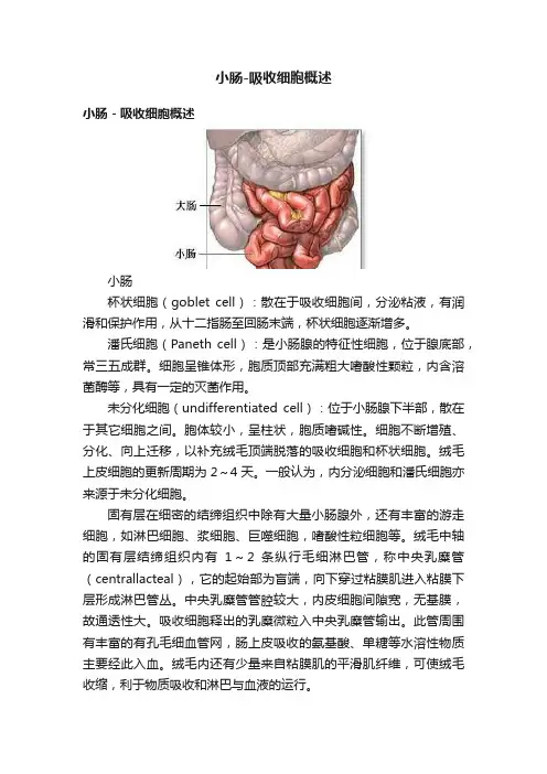 小肠-吸收细胞概述