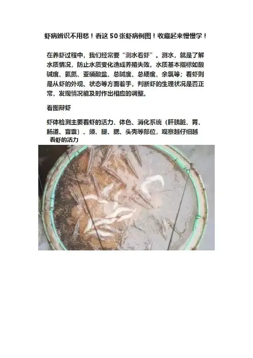 虾病辨识不用愁！看这50张虾病例图！收藏起来慢慢学！