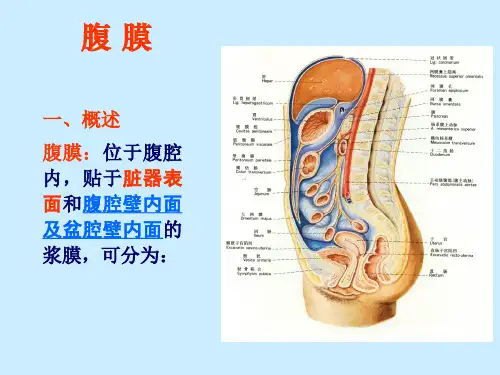消化系统--腹膜