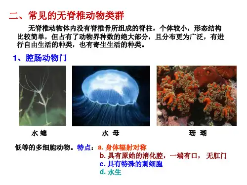 无脊椎动物类群