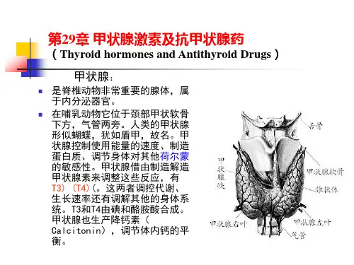 1第29章 甲状腺激素及抗甲状腺药