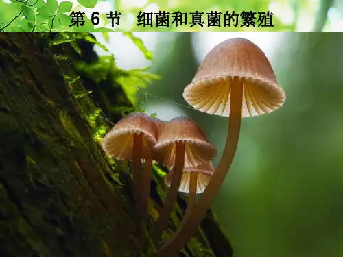 七年级科学下册 1.6《细菌和真菌的繁殖》课件1浙教级下册自然科学课件
