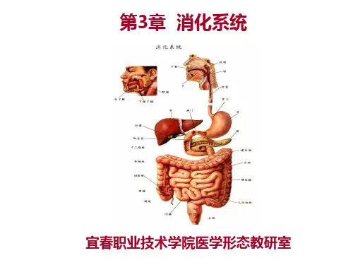 系统解剖学第3章 消化系统