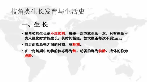 枝角类培养(生物饵料培养课件)