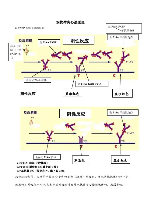 胶体金法各种方法法原理